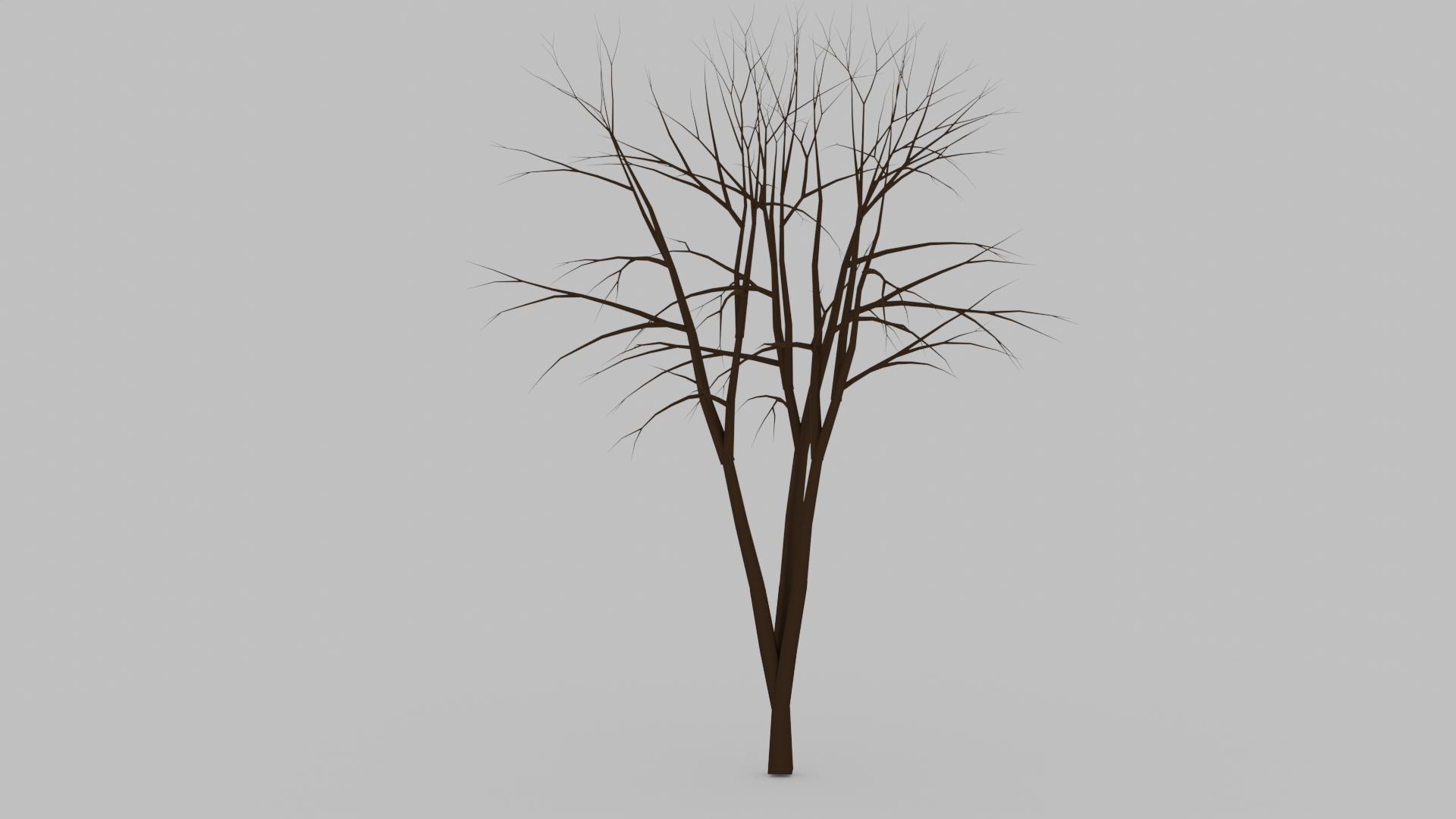 tree-without-leaves-clearly-development
